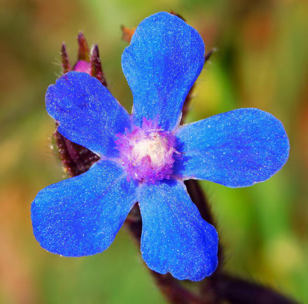 Blue Anchusa flower seeds