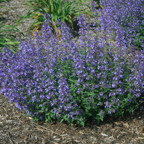 Blue Catmint flower seeds