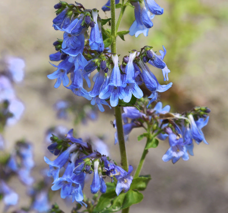 Blue Heterophyllus flower seeds