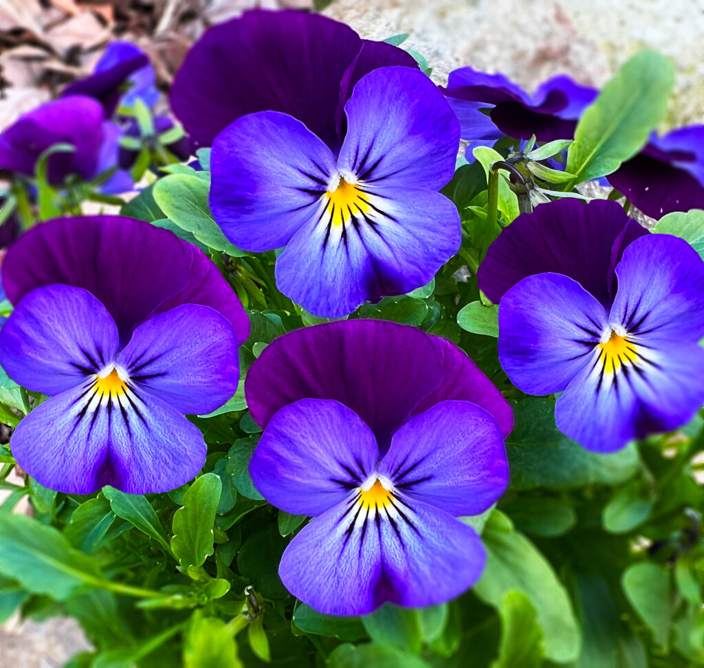 Blue Pansy flower seeds