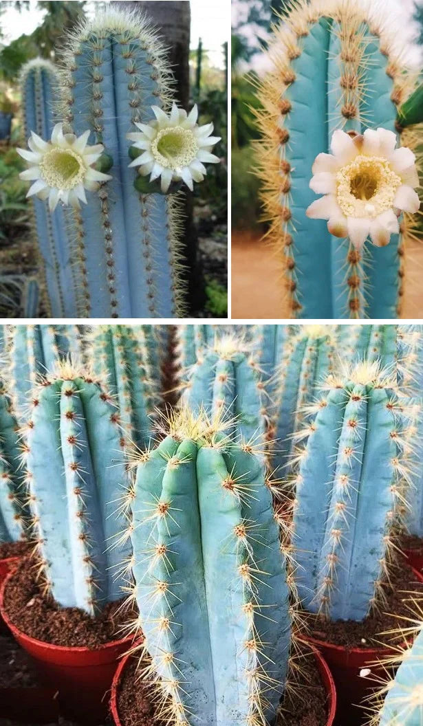 Blue Pilosocereus flower seeds