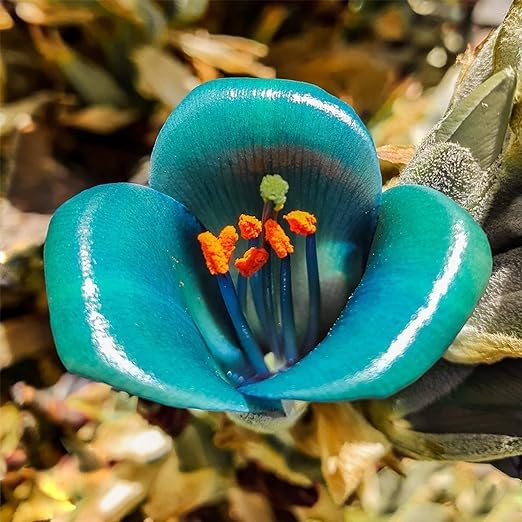 Blue Puya flower seeds