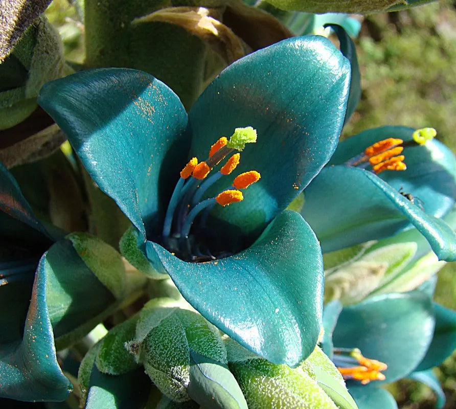 Blue Sapphire flower seeds