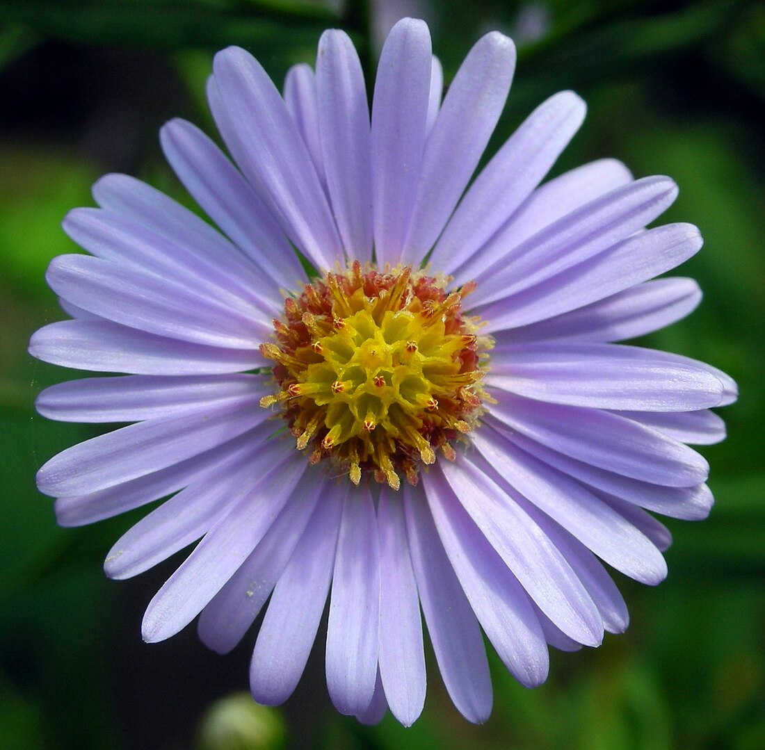 Blue Tataricus flower seeds