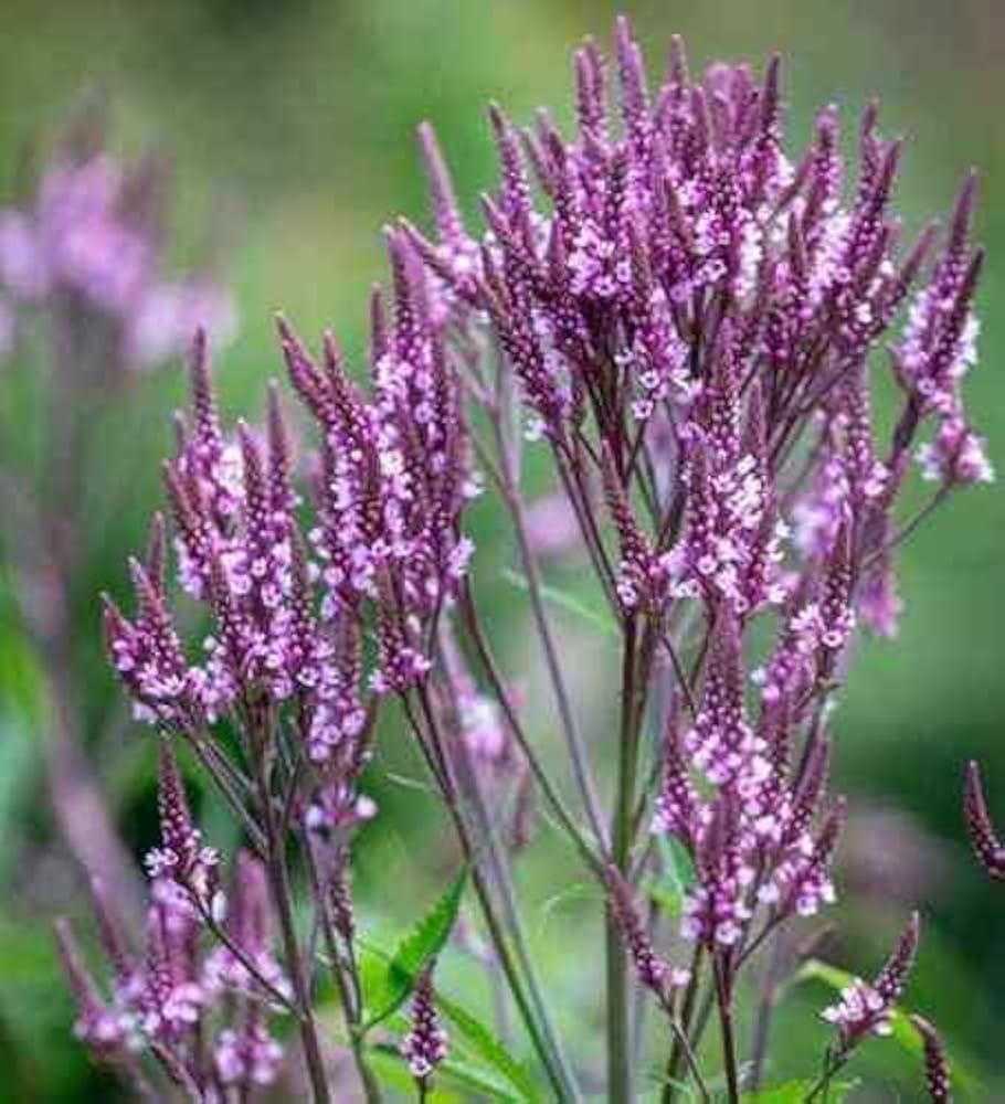 Blue Verbena flower seeds