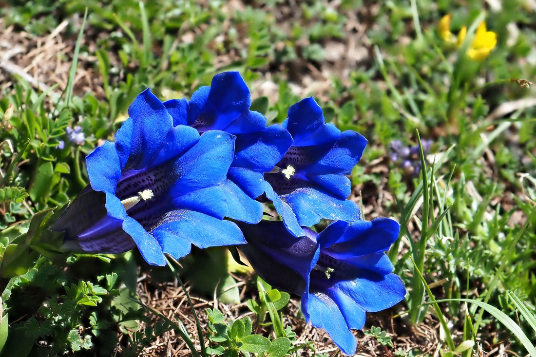 Blue White flower seeds