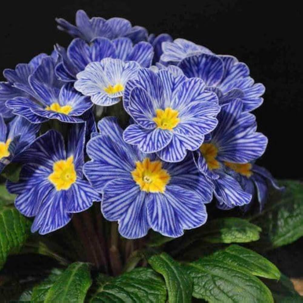 Blue Yellow flower seeds