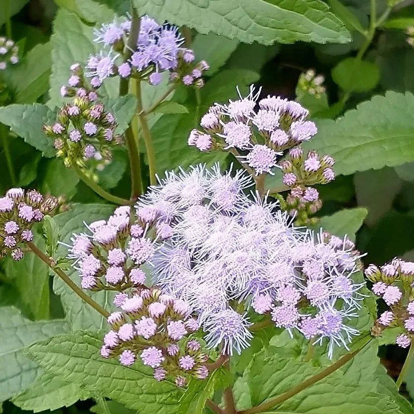 Hardy Ageratum Mistflower plant