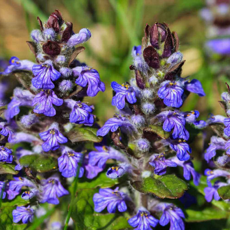 Blue Ajuga Reptans plant