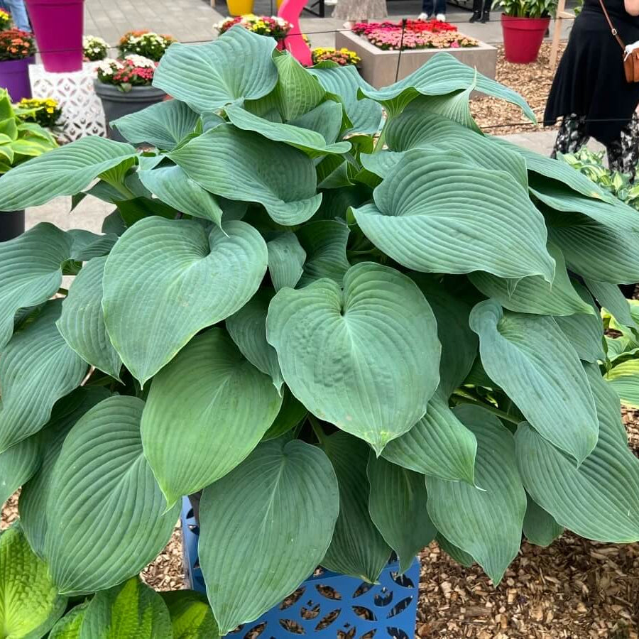 Blue Angel Hosta plant