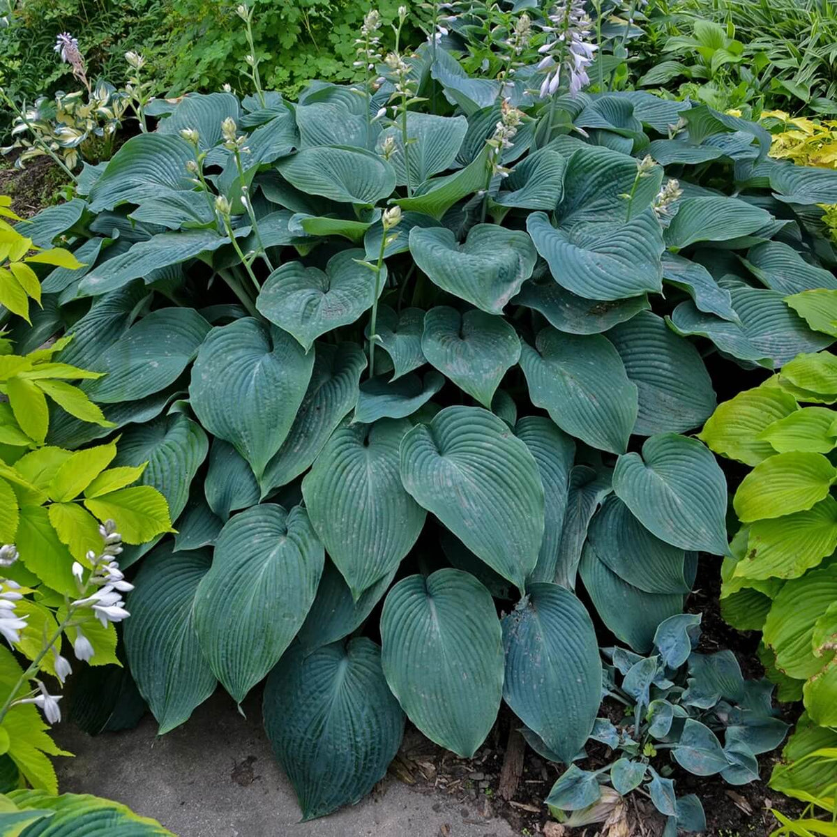 Blue Angel Hosta plant