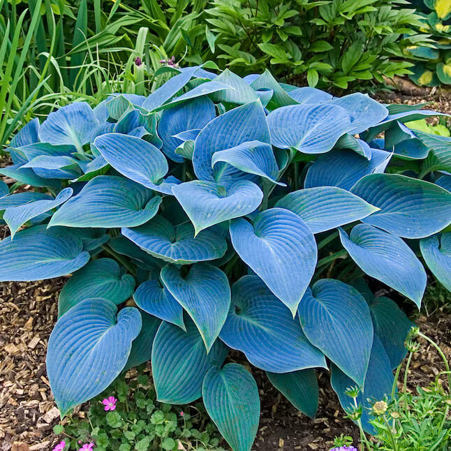 Blue Angel Hosta plant
