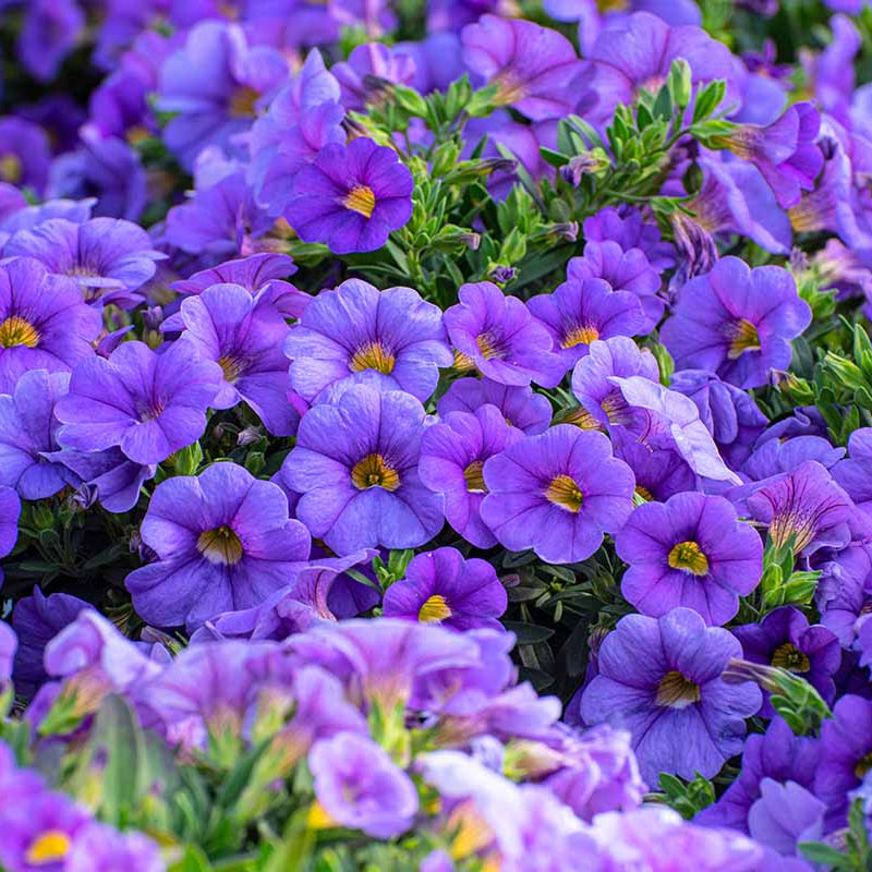 Blue Calibrachoa plant