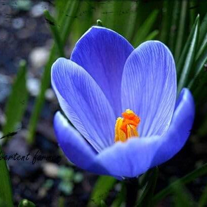 Blue Crocus plant