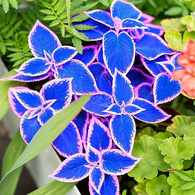Blue Dragon Coleus plant