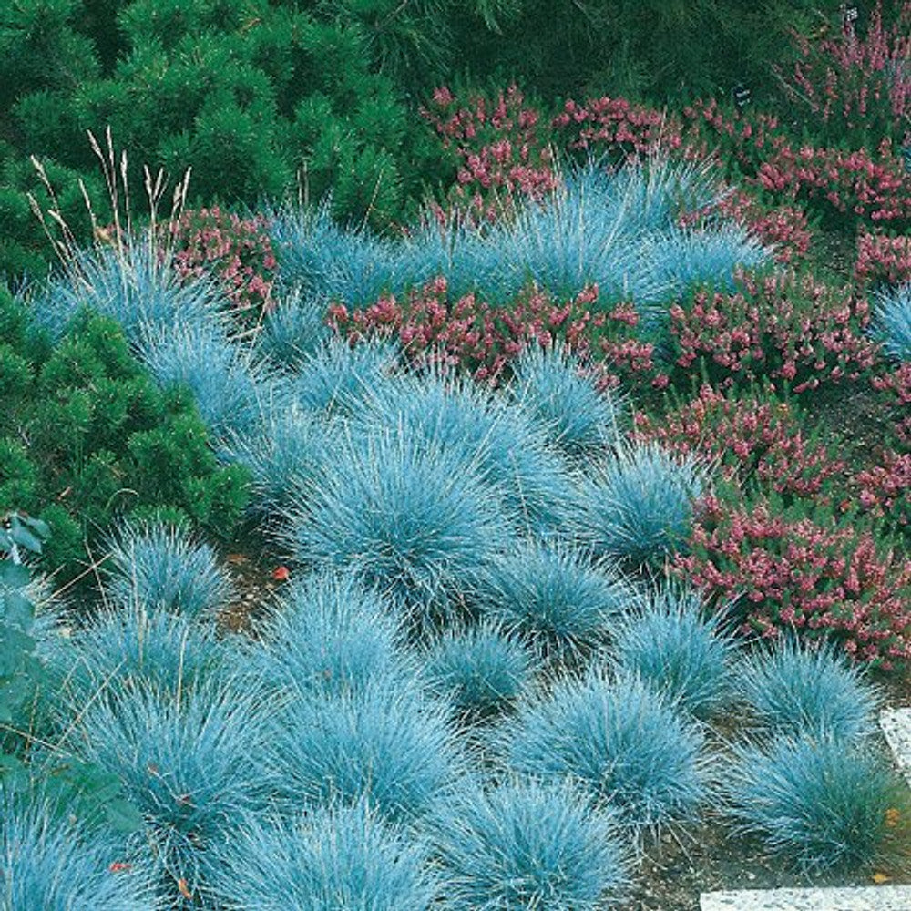 Ornamental Blue Fescue plant