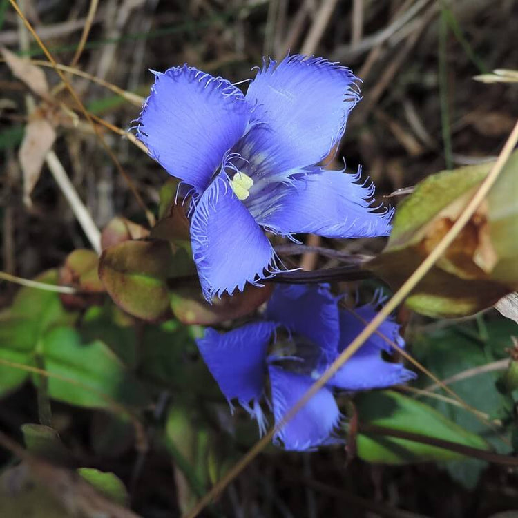 Blue Fringed Gentian plant