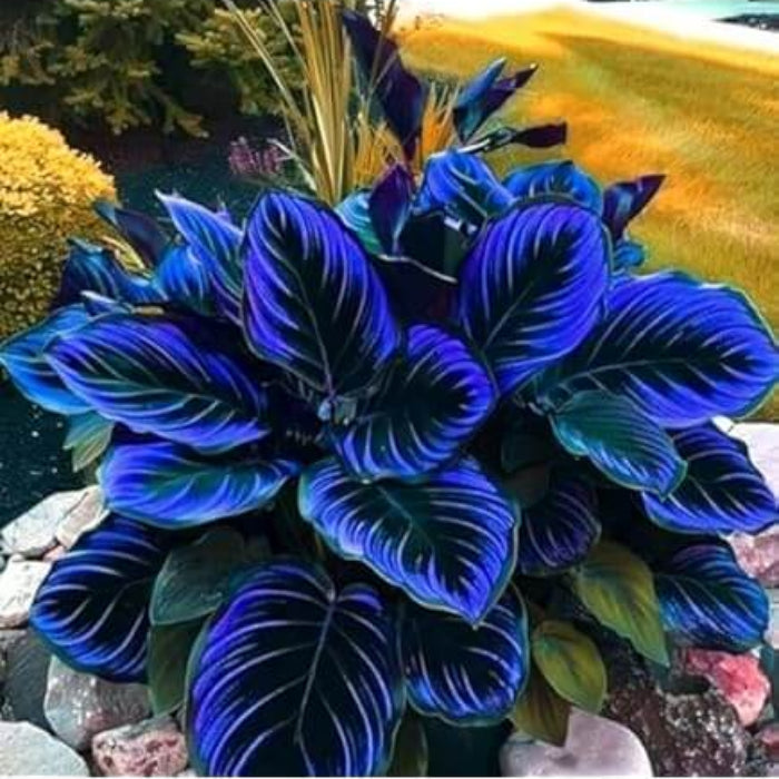 Blue Maidenhair Fern plant