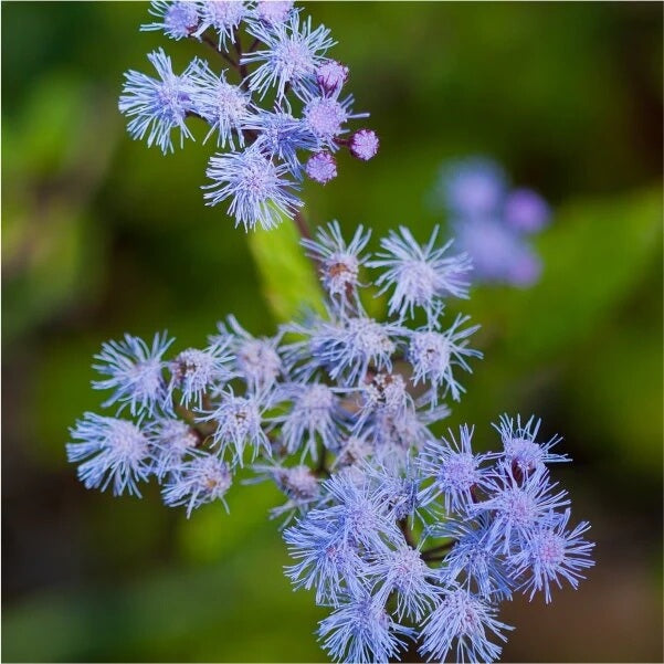 Conoclinium coelestinum Mistflower plant