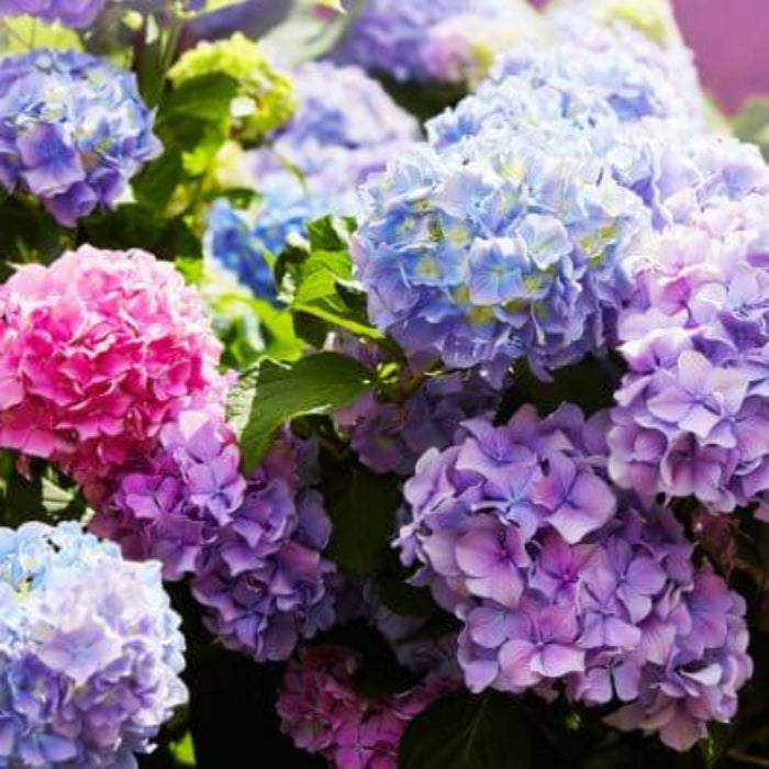 Blue Pink Azalea plant