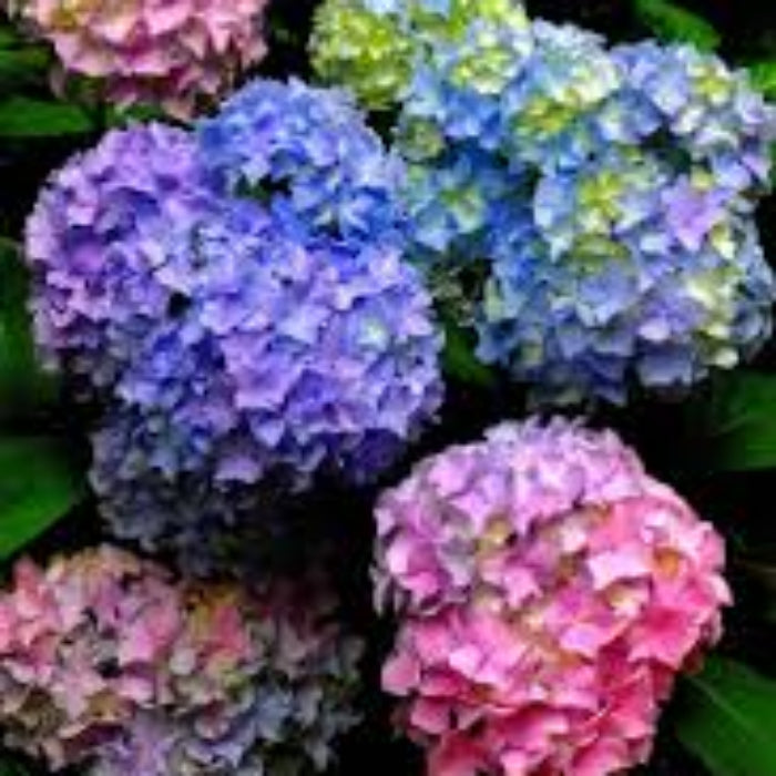 Blue Pink Azalea plant