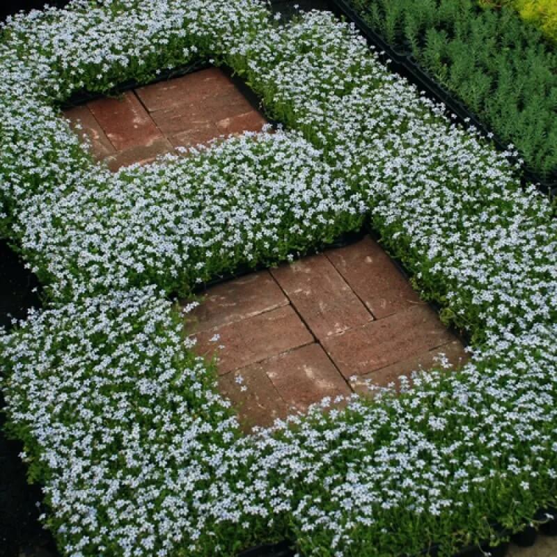 Star Ground Cover plant