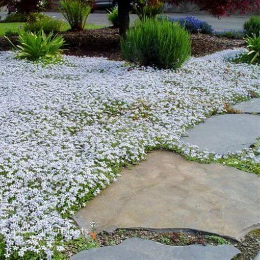Star Ground Cover plant