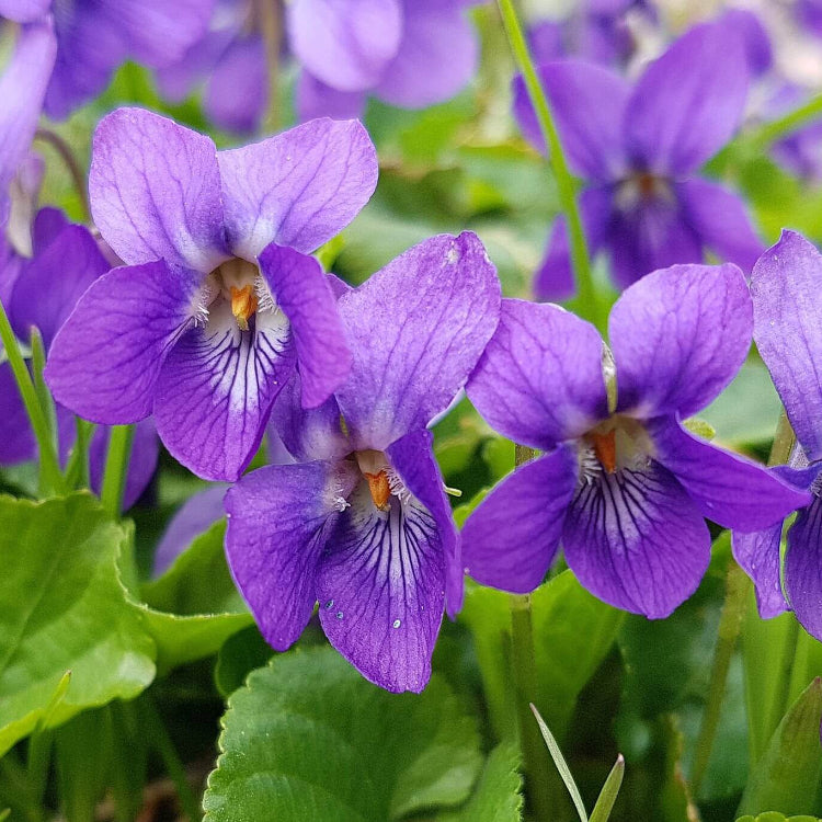 Blue Violet plant