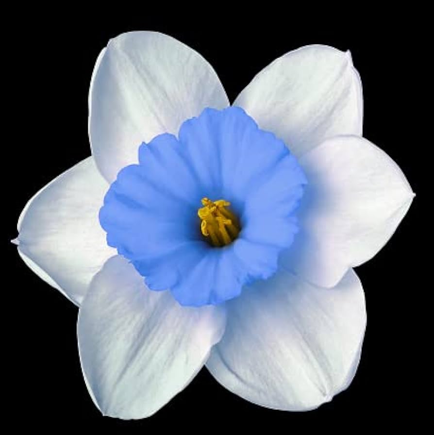 Blue White Daffodil plant