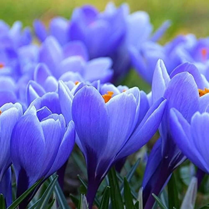 Blue Yellow Crocus plant