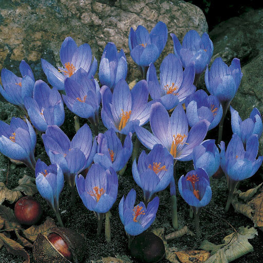 Blue Yellow Crocus plant