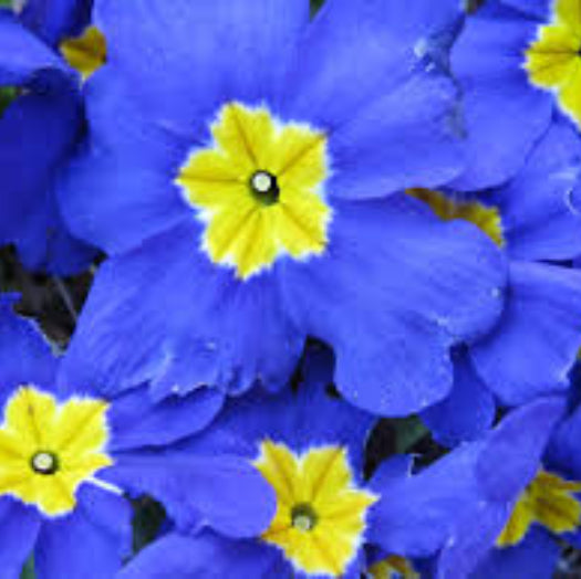 Blue Yellow Daffodils plant