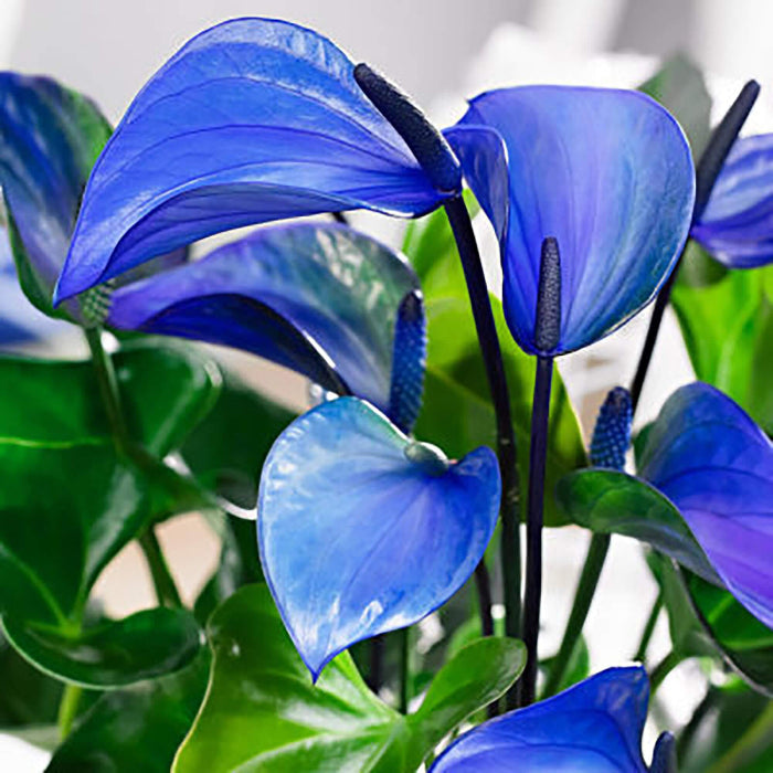 Blue anthurium Linden plant