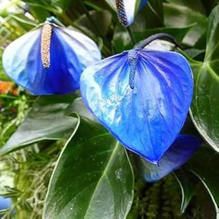 Blue anthurium Linden plant