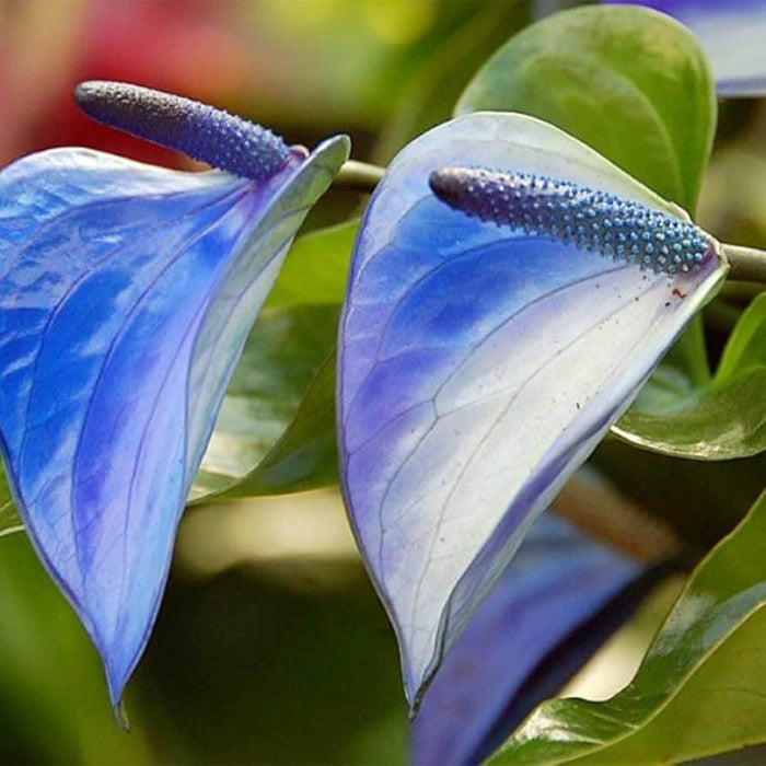 Blue anthurium plant