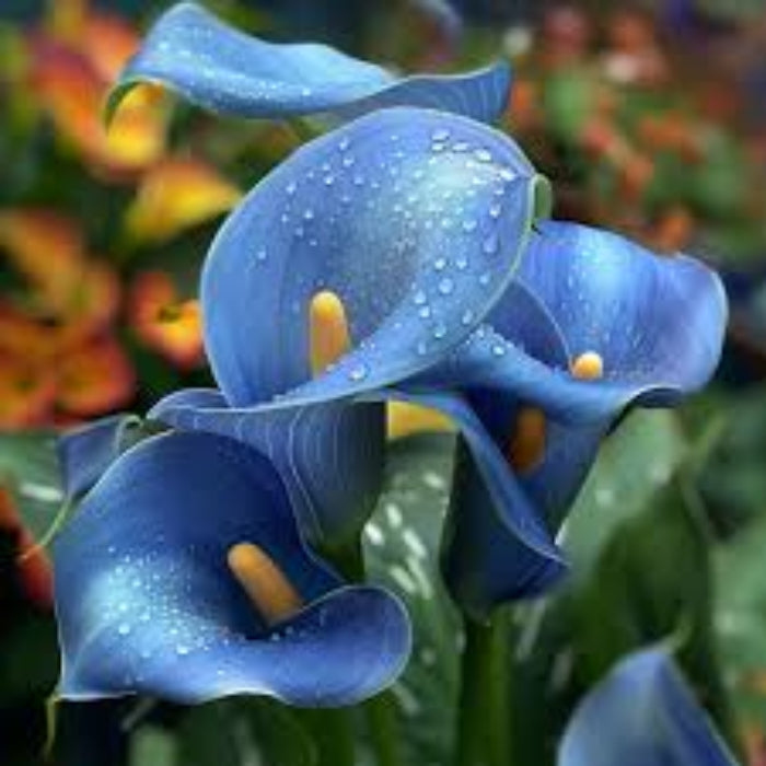 Blue calla lily plant
