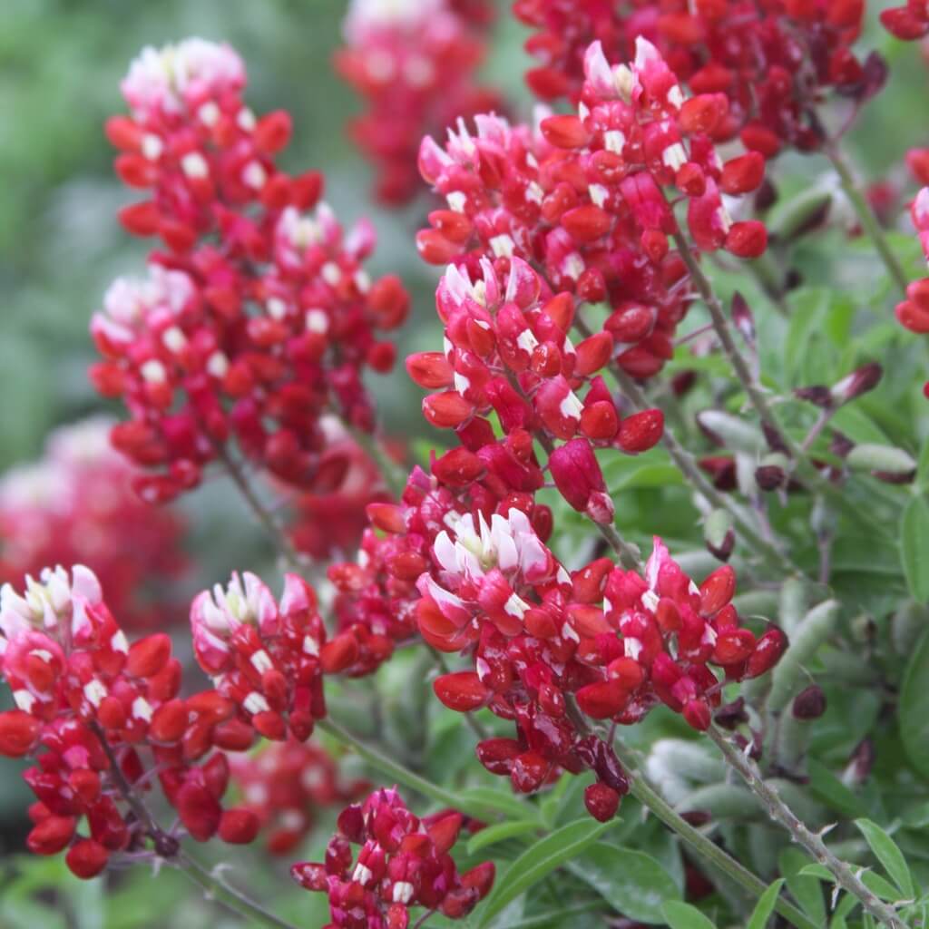 Red Texas Bluebonnet plant