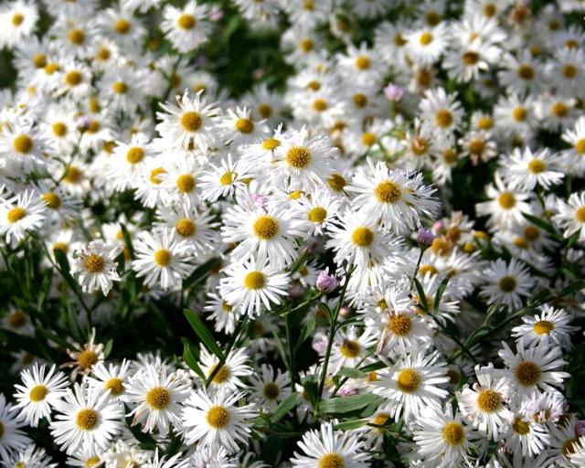 Boltonia Asteroides flower seeds