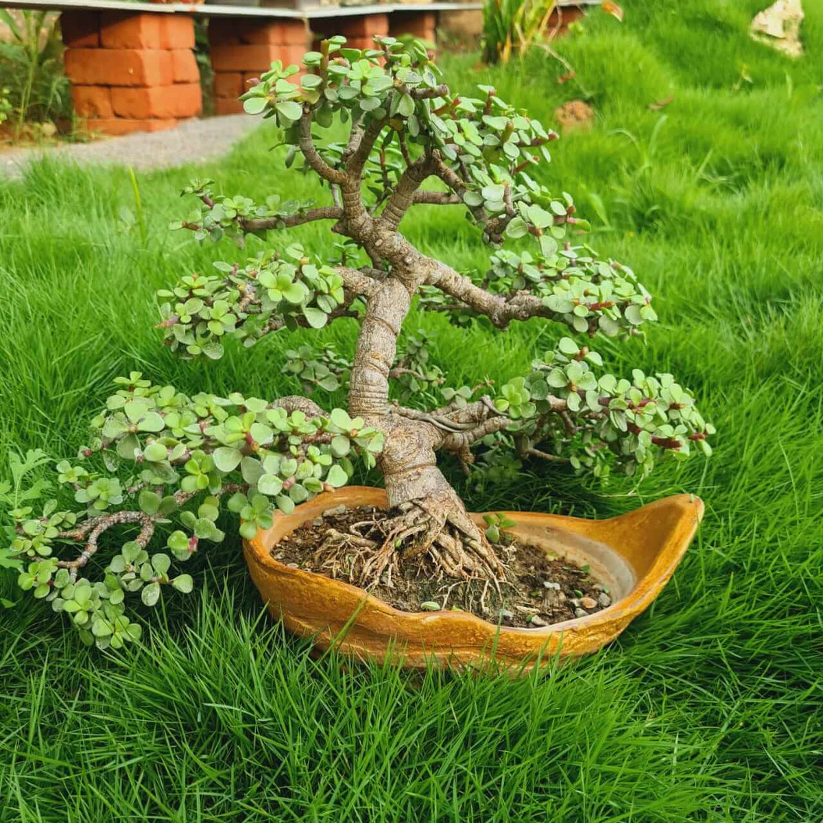 Bonsai Jade Plant