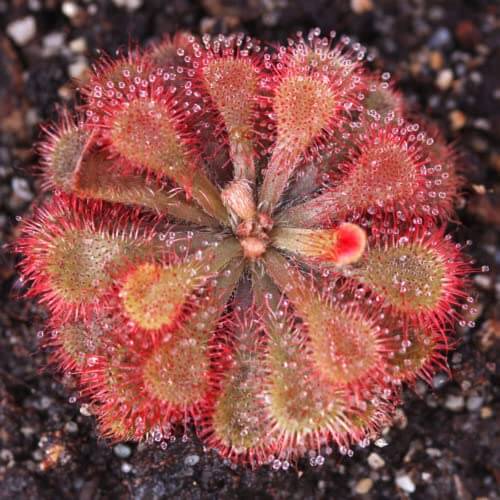 Bonsai Sundew plant