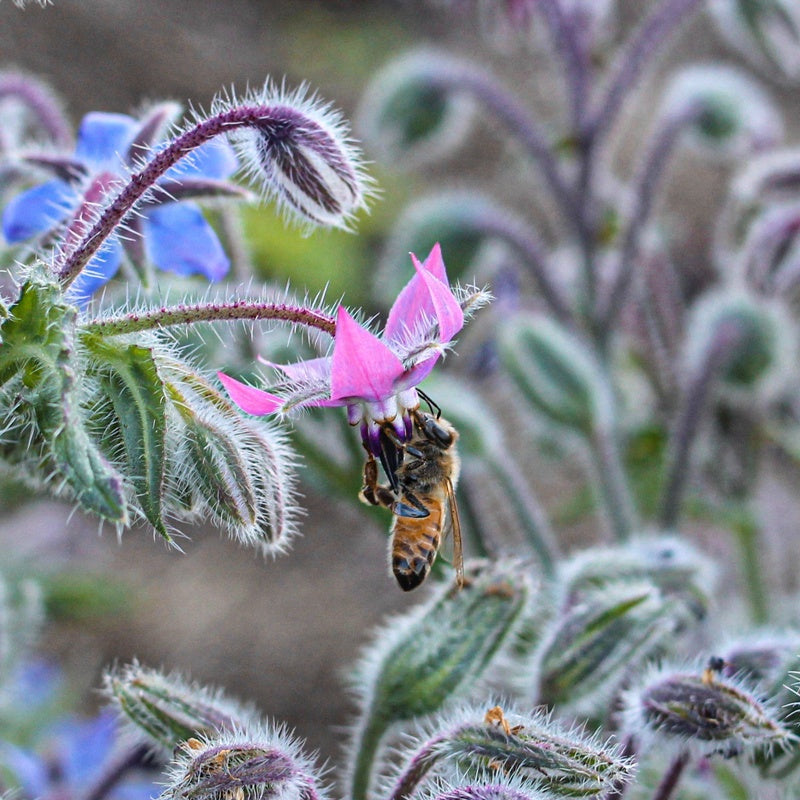& Pink Borage plant