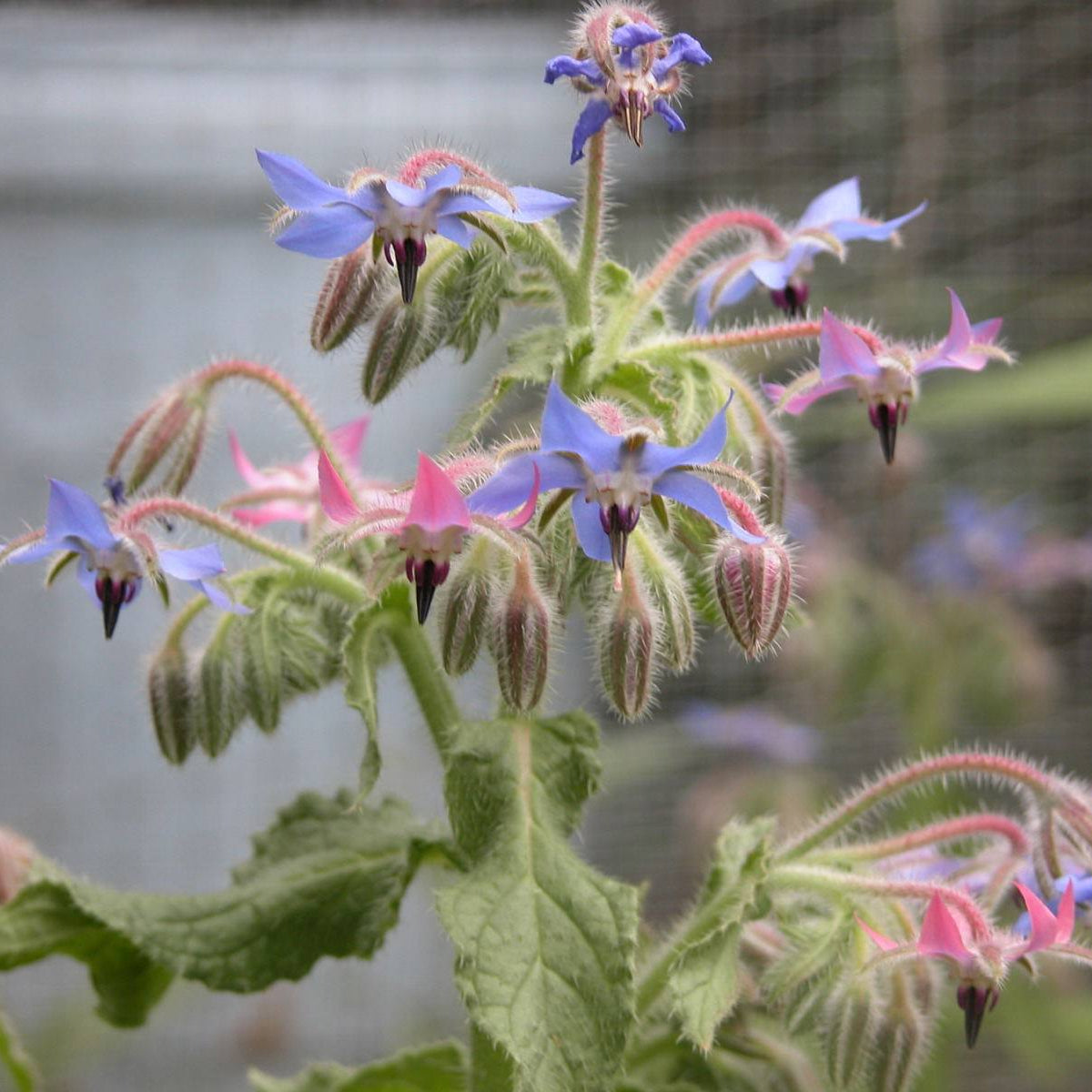 & Pink Borage plant