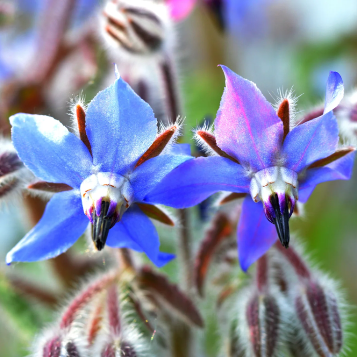 Edible Blue Borage plant