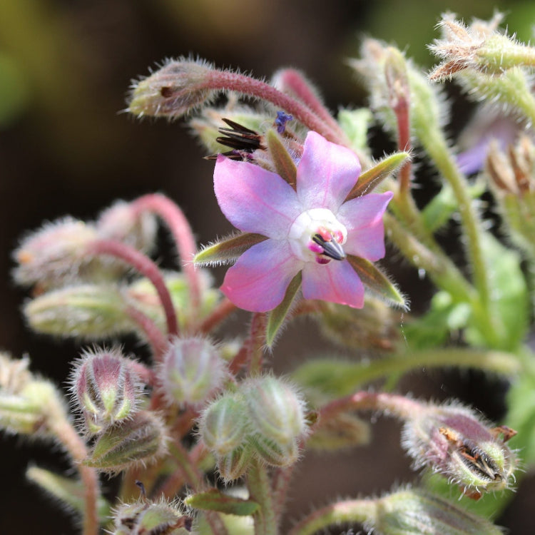 and White Borage plant