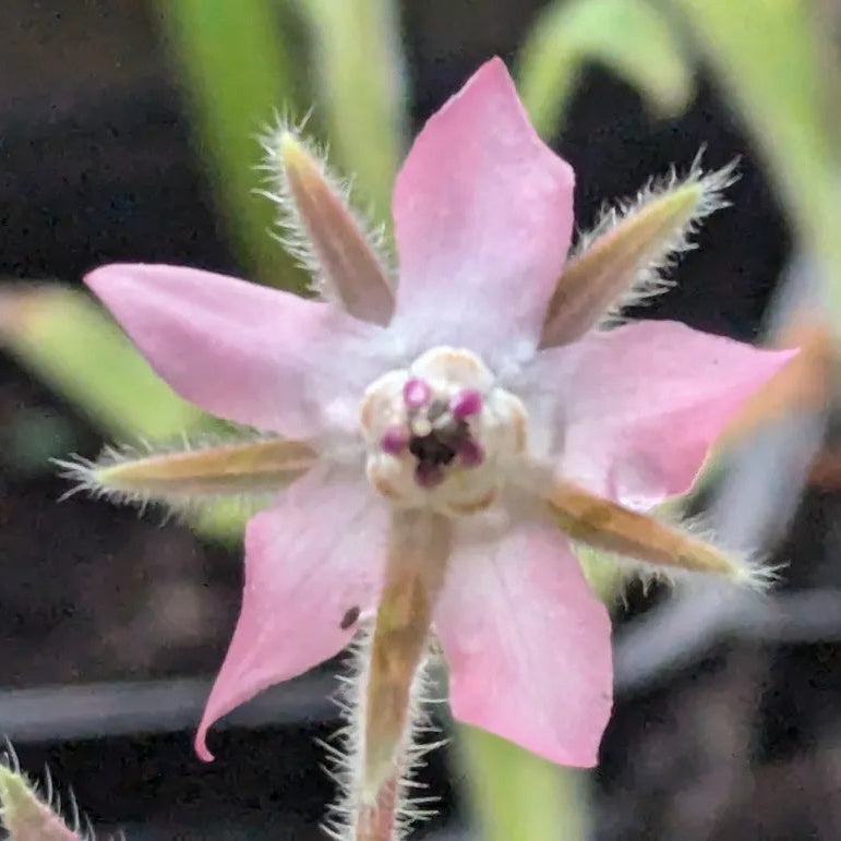 and White Borage plant