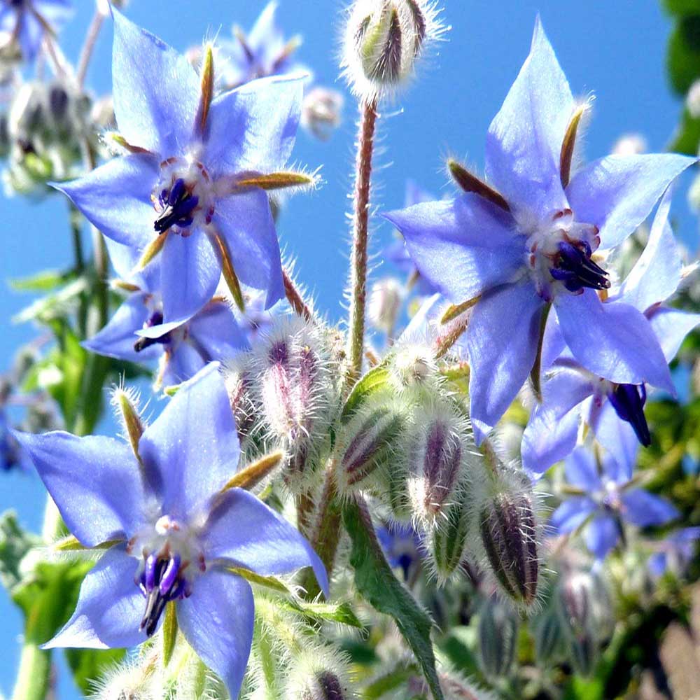 Borage plant