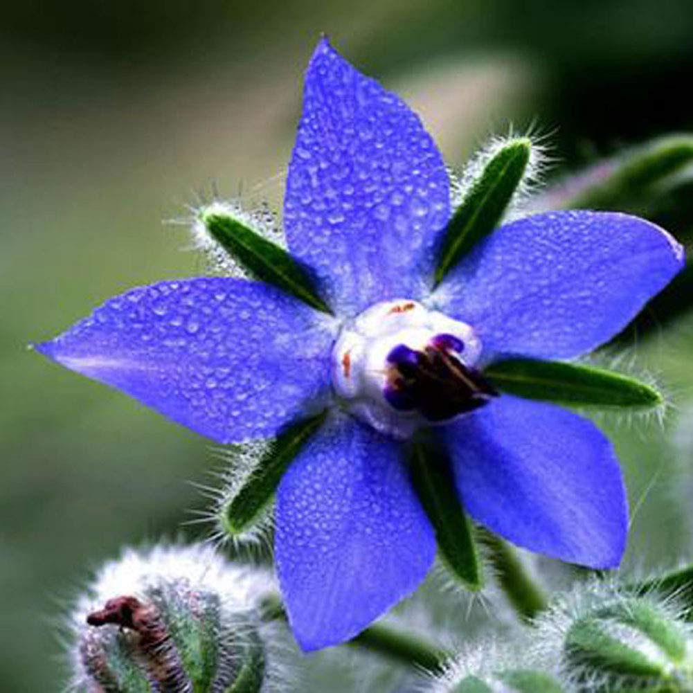 Blue Star Borage plant
