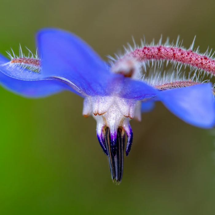 Edible Blue Borage plant