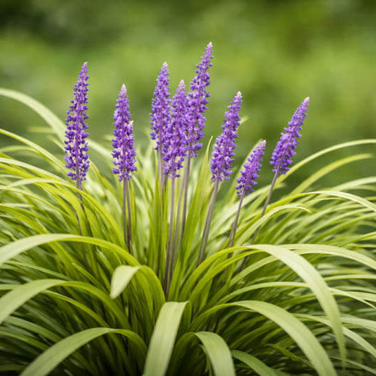 Border Grass plant