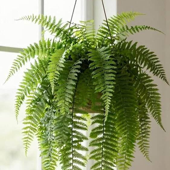 Boston Fern plant